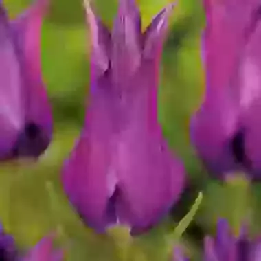 Purple Dream